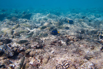 Siganidae and Yellowtail tang are on the seabed