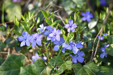 Kleines Immergrün (Vinca minor)
