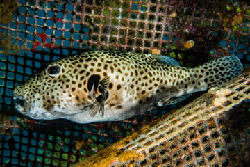 Arothron fish in the Red Sea Colorful and beautiful, Eilat Israel