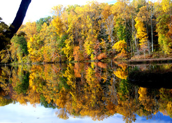 autumn trees reflected in the lake