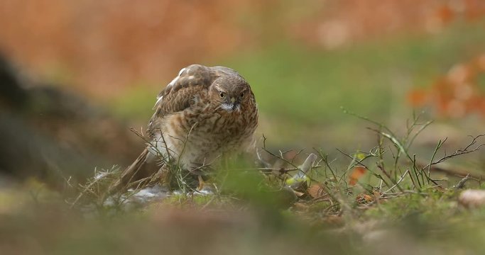 Eurasian sparrowhawk, Accipiter nisus, sitting green tree trunk in the forest with caught little songbird. Wildlife animal scene from nature. Bird in the winter forest habitat. Hawk with kill.