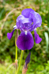 purple iris flower and bud on stem at flowerbed closeup, selective focus