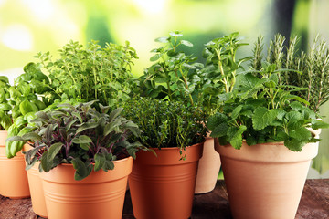 Fototapeta premium Homegrown and aromatic herbs in old clay pots on rustic background