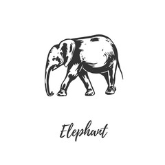 Elephant sketch illustration vector. 