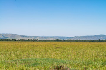 Picturesque view of green field in Kenya