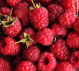 Fresh red raspberries fruit background. Selection of freshly picked ripe organic raspberries background