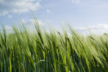 Landwirtschaft - Getreidefeld im Sommerwind