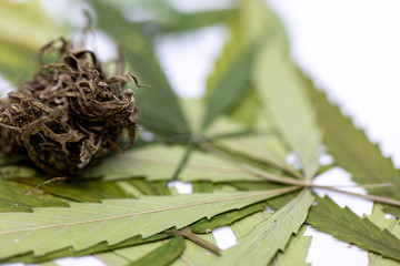 Marijuana leaves, Powder of Cannabis (Drugs) on a White background, For Analysis in laboratory.
