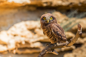 Little owl or Athene noctua on rock