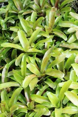 Fototapeta premium Bromeliad flower in the garden with nature