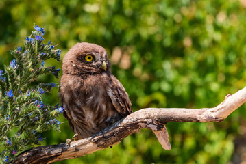 Little owl or Athene noctua perched on branch