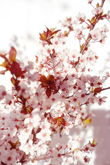 Blooming tree with white, pink flowers in morning sunshine and shadow, blurred sunlight. Soft focus. Spring blossom flower background. Easter sunny day.