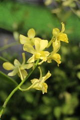 Orchid flower is beautiful in the garden
