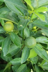 Ripe orange fruit hangs on the tree