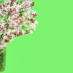 Beautiful cherry blossom on green background. Blooming tree with white flowers. Easter spring concept.