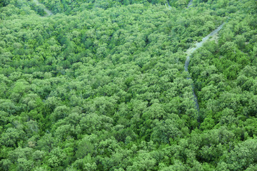 Obraz premium Aerial top view forest, Texture of forest view from above.