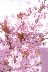 Obraz premium Blooming tree with white, pink flowers in morning sunshine and shadow, blurred sunlight. Soft focus. Spring blossom flower background. Easter sunny day.