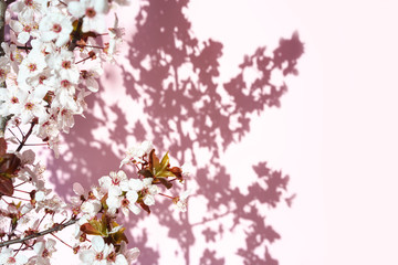 Blooming tree with white, pink flowers in morning sunshine and shadow, blurred sunlight. Soft focus. Spring blossom flower background. Easter sunny day.