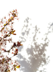 Blooming tree with white, pink flowers in morning sunshine and shadow, blurred sunlight. Soft focus. Spring blossom flower background. Easter sunny day.