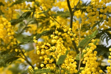 Primavera Mimosa