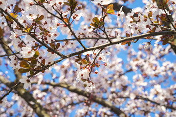 Spring tree flowers in blossom, the bloom in warm sun light on blue sky background. Beautiful apple blossoms flower in blooming with branch on blue sky background. Spring floral background.