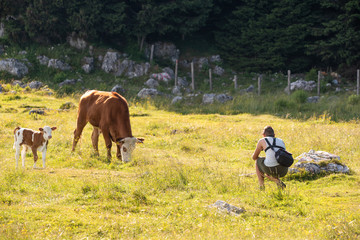 Young man photographing a cow in nature. On the Schockl mountain near Graz in Styria