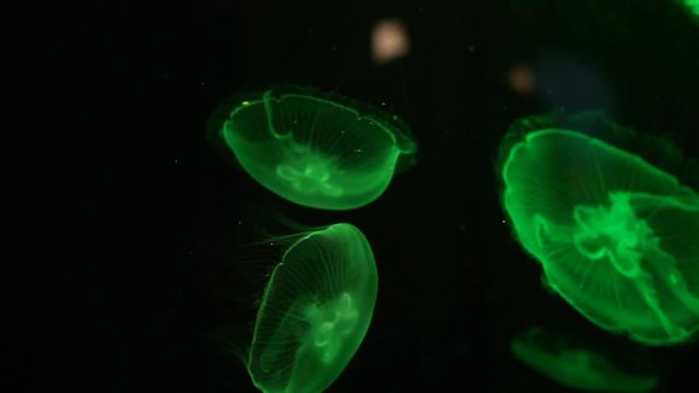 Glowing jellyfish close-up in the aquarium green color