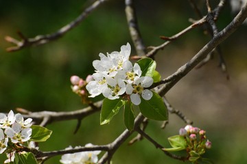 Primavera Mimosa