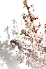 Blooming tree with white, pink flowers in morning sunshine and shadow, blurred sunlight. Soft focus. Spring blossom flower background. Easter sunny day.