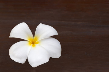 Single white frangipani flower on brown wooden background.
