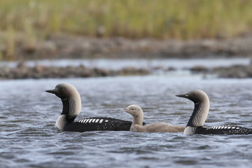 Fototapeta premium Pacific Loon or Pacific Diver with a young chick in arctic waters, near Arviat Nunavut, Canada
