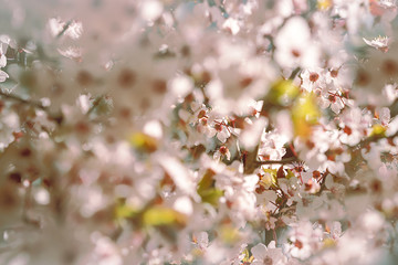 Blooming tree with white, pink flowers in morning sunshine and shadow, blurred sunlight. Soft focus. Spring blossom flower background. Easter sunny day.