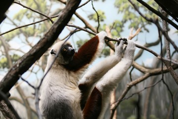 lemur, animal, mammal, wildlife, madagascar, nature, wild, fur, zoo, tree, cute, portrait, young, eyes,  animals