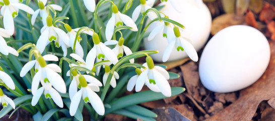 Snowdrop and easter egg in sunny spring garden .