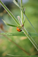 Obraz premium Ladybug on green grass. Macro insects or macro nature. Nature in spring or summer.