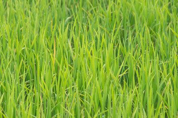 Fototapeta na wymiar Green rice plant.