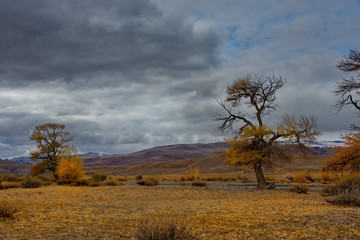Fototapeta premium Russia. The South Of Western Siberia. Autumn in the Altai Mountains near the natural Park 