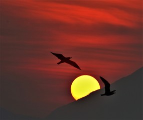 Fototapeta na wymiar tramonto sole volo uccelli