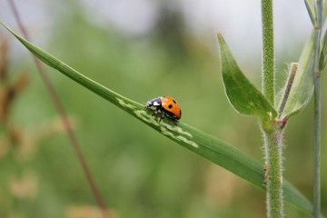 Ladybug on green grass.  Macro insects or macro nature. Nature in spring or summer.