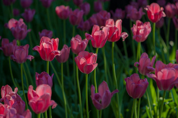 Colorful tulip flora blooming in the park