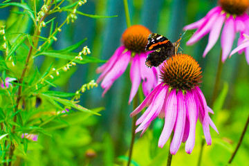 Butterfly on the flower. Concept: garden plants, nature and recreation outside the city