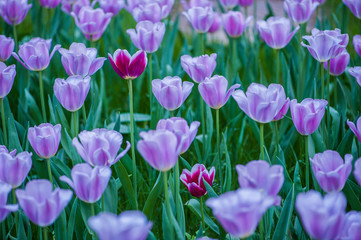 Fototapeta premium Kolorowe tulipanowe flory kwitnące w parku