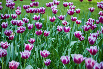 Colorful tulip flora blooming in the park