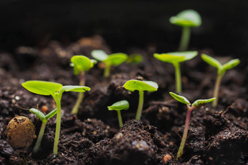 Young sprouts of Basil in the spring. Close up. 