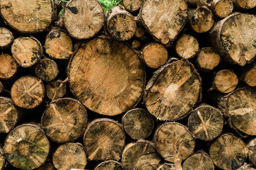 Pile of logs facing cuts towards the camera