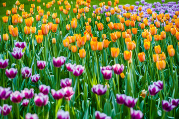 Colorful tulip flora blooming in the park