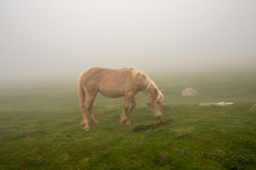 Obraz premium Santiago's Way