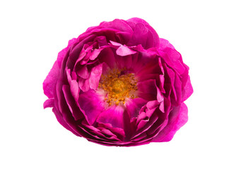 Obraz premium rose peony isolated o