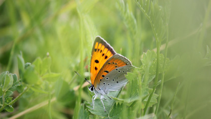 Large copper butterfly (Lycaena dispar) Sits in the grass on a meadow in the wild.