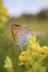 Large Copper butterfly (Lycaena dispar) Sitting on a yellow flower on meadow in the wild. 